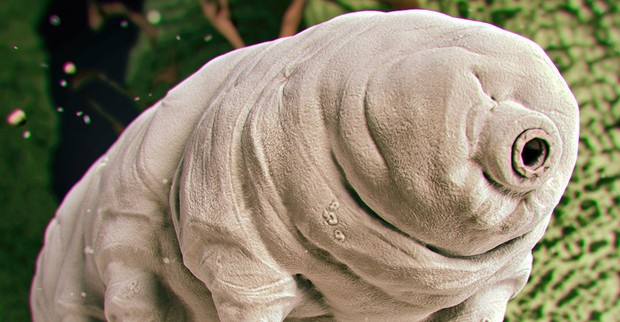 Tardigradele