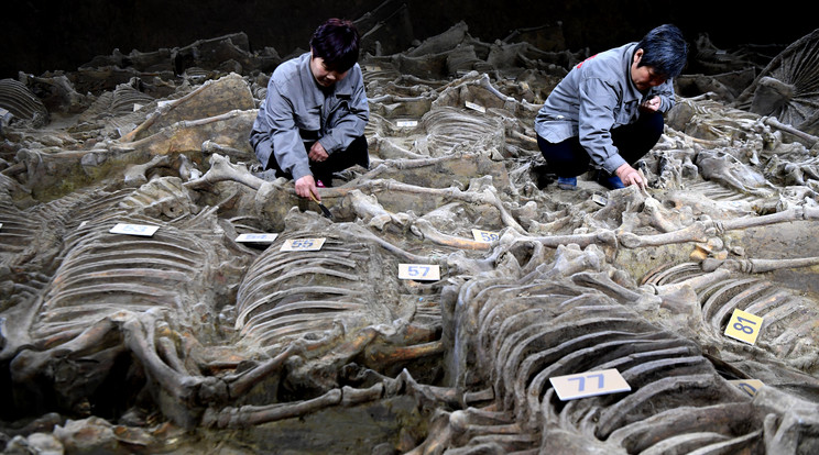 2400 éves tömegsírt tártak fel /Fotó: AFP