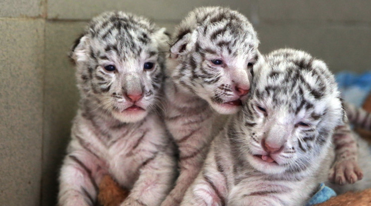 Nyolc napos tündéri tigriskölykök / Fotó: AFP