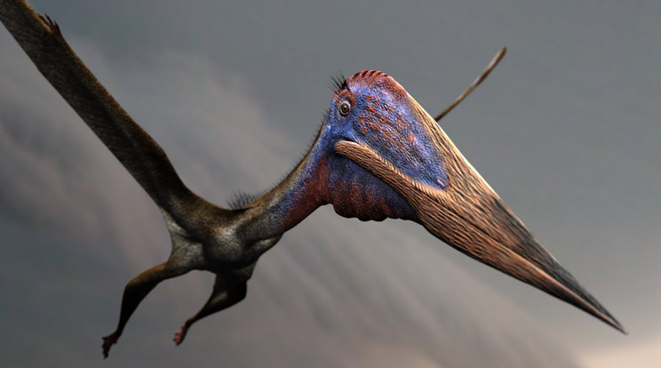 Méreteiket tekintve akár repülőgépnek is beillettek a pteroszauruszok/Fotó: AFP