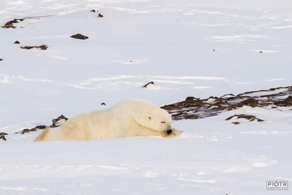 Niedźwiedź polarny - niepozornie bezbronny