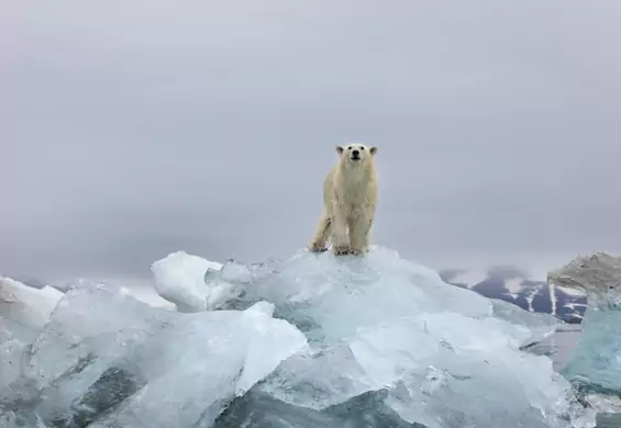 Smutny kalejdoskop zdjęć. Google na Dzień Ziemi pokazuje skutki zmian klimatycznych