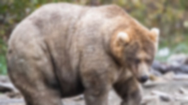 Wybrano najgrubszego niedźwiedzia na Alasce