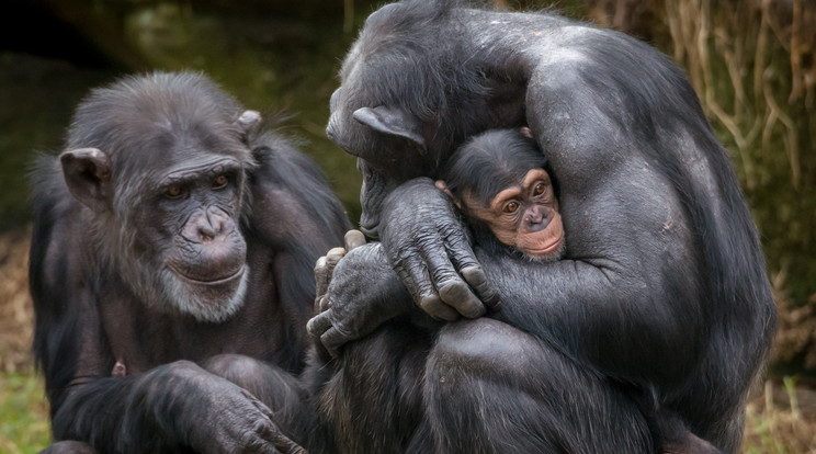 Kihalás fenyegeti a csimpánzokat / Fotó: Northfoto