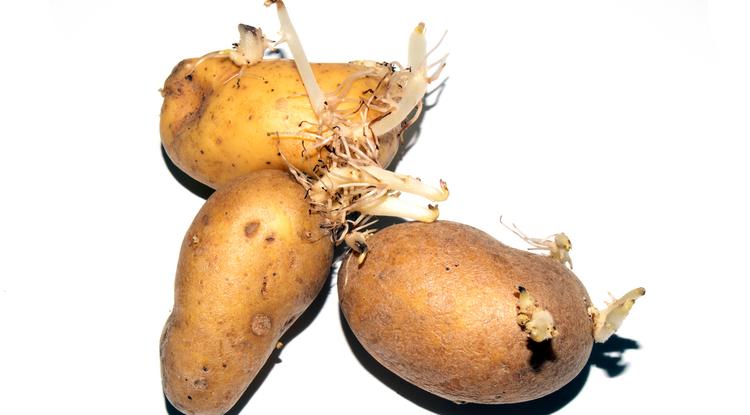 Vajon meg lehet enni a kicsírázott krumplit? Fotó: Getty Images
