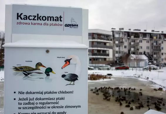 Tak polskie miasta dbają o swoje ptactwo. Kaczkomaty stają się hitem