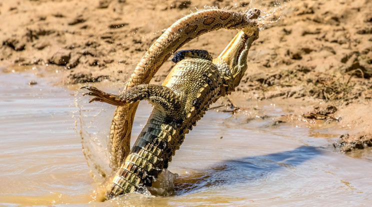 Hosszú percekig birkózott egymással a mérgeskígyó és a krokodil /Fotó: Profmedia-Red Dot