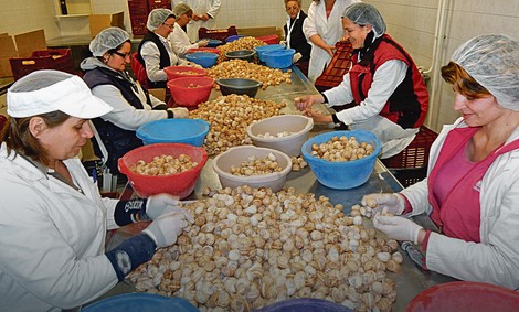 Klasifikacija: Čak i prazne puževe kućice odlaze na zapad