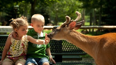 Dzieci w ZOO – dobra zabawa czy niebezpieczeństwo?