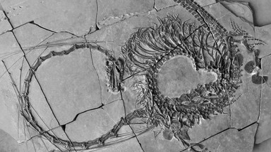 Niezwykłe odkrycie skamieliny sprzed 240 milionów lat, a na niej tajemniczy dinozaur