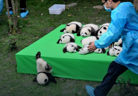 Bebe pande u kineskom Čengduu