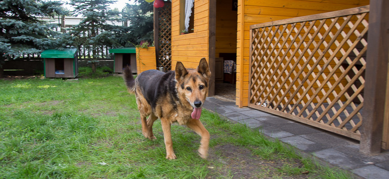 Białystok: akcja zachęcająca do adopcji starszych psów