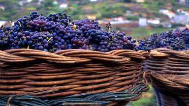 Madera: wyjątkowe wino