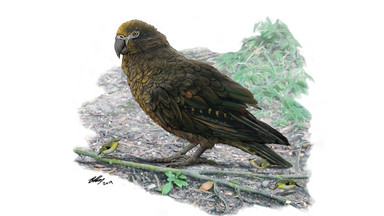 Naukowcy odnaleźli szczątki największej papugi na świecie
