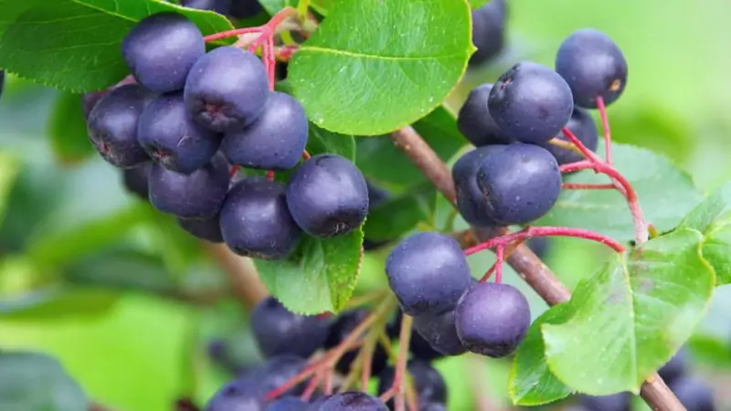 Aronia