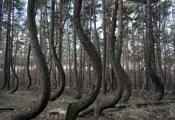 O Krzywym Lesie pisał m.in. New York Times. Drzewa polskiego pomnika przyrody zaczynają obumierać