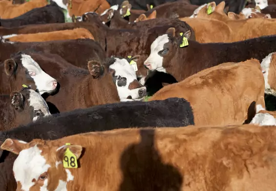 W Kansas z powodu upałów zmarło tysiące krów