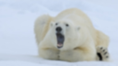 Jak niedźwiedzie polarne znalazły się na szkockim wybrzeżu?