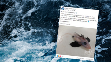 Bardzo rzadki "rekin widmo" trafił w ręce naukowców. "To zdumiewające"