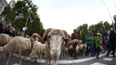 Tysiące owiec w centrum Madrytu. Wszystko przez Festiwal Transhumancji