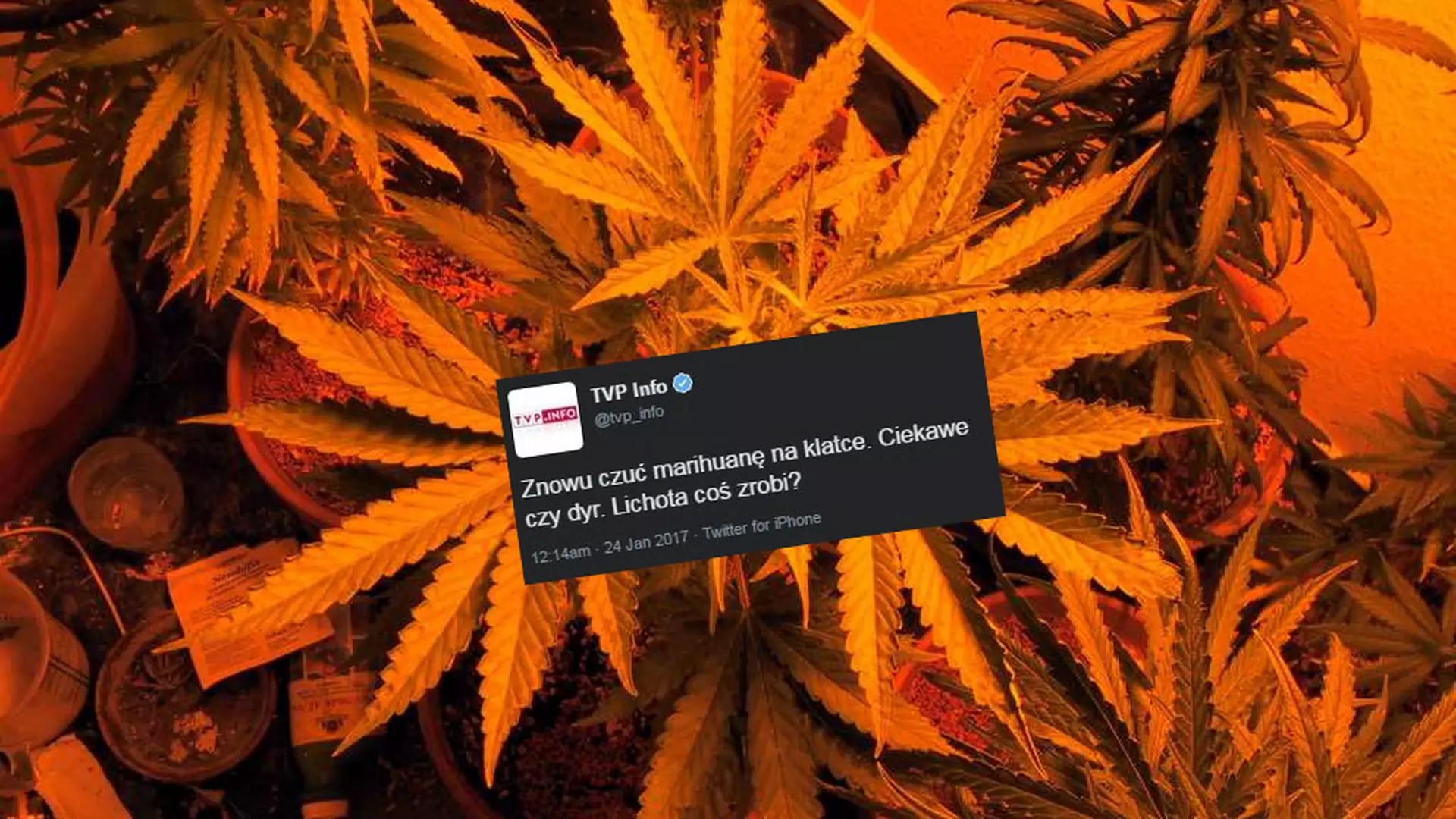 Aromat marihuany na klatce TVP Info. Zabawny tweet zniknął, ale zapach pozostał