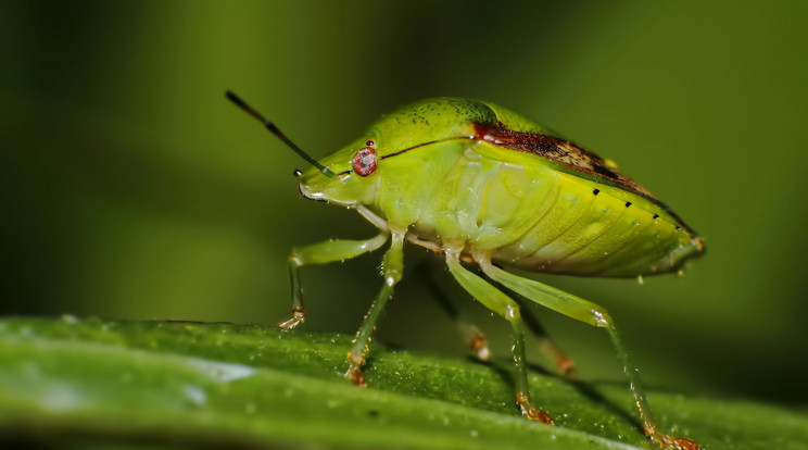 Nezara viridula, vándorpoloska / Fotó: Northfoto