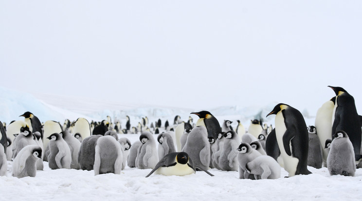 Talán még a pingvinek is fáznának most Chichagóban  / Fotó: Northfoto