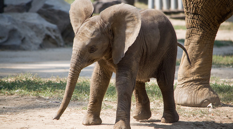 A csapat legifjabb tagja egy júniusban
született nőstény /Fotó: Sóstó Zoo