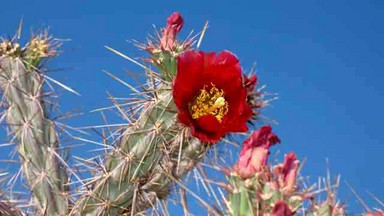 USA - Park Narodowy Kaktusów Saguaro