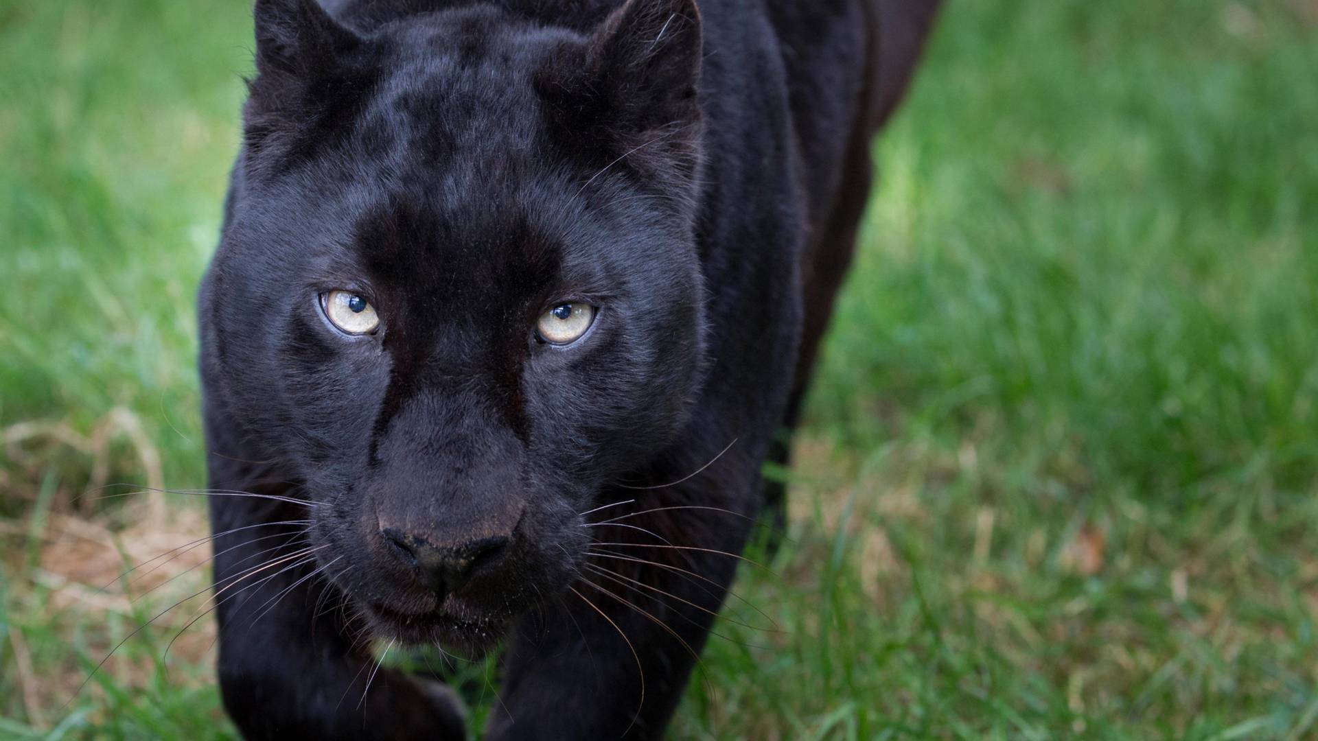 Prve fotke crnog leoparda u 100 godina otkrivaju svu uzvišenost prirode