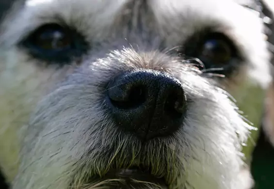 Odnaleźć zgubionego psa po odcisku nosa? Nowa aplikacja może w tym pomóc