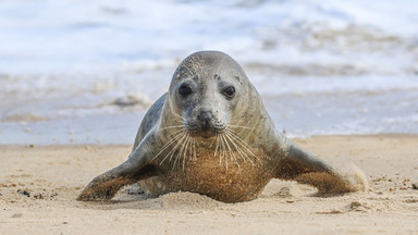 Nad brzegiem Bałtyku znaleziono młode foki. Były wychudzone i wyczerpane