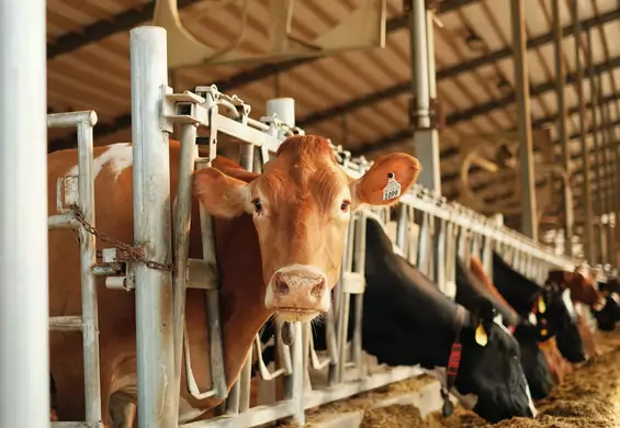 W Holandii powstaje coraz więcej toalet dla krów. Chodzi o problem szkodliwych emisji