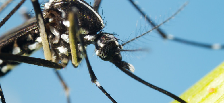 Groźne komary tuż za polską granicą. Czy grozi nam epidemia dengi?