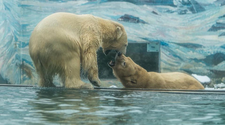 Barna rokonaik közé olvadhatnak idővel a jegesmedvék a globális felmelegedés következtében / Illusztráció: Nyíregyházi Állatpark