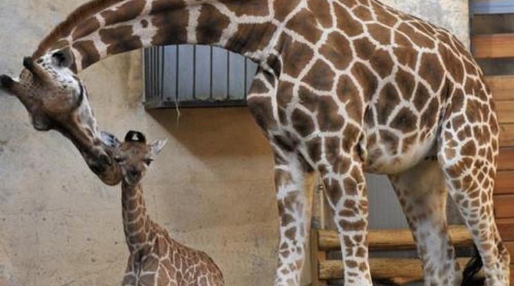 Kis zsiráf született az Állatkertben
