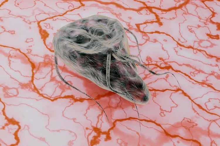 Giardia lamblia