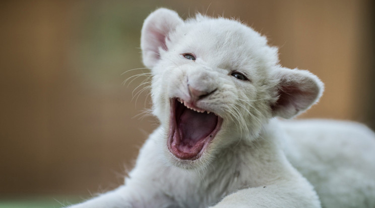 Zahra, a négyhetes, nőstény fehéroroszlán a felsőlajosi Magán Zoo állatkertben - Fotó: MTI Újvári Sándor