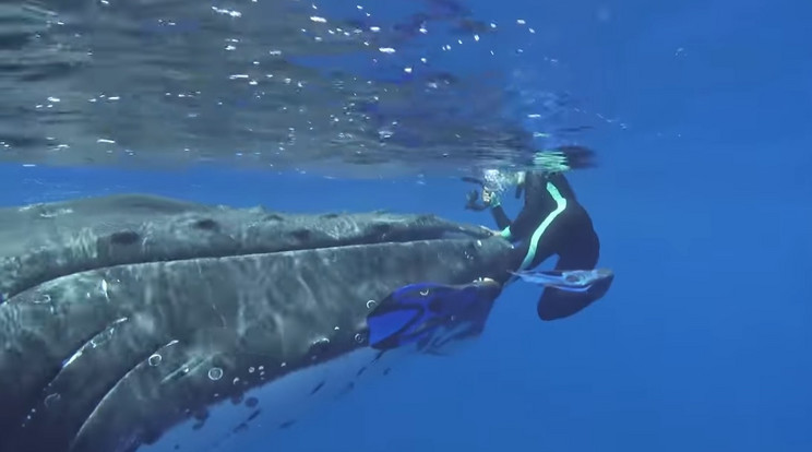 Kiemelte a vízből a bálna a biológusnőt / Fotó: YouTube