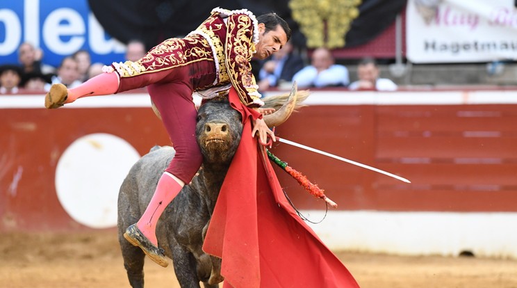 A feldühödött bika szarva a csípője bal oldalán találta el De Justót / Fotó: AFP