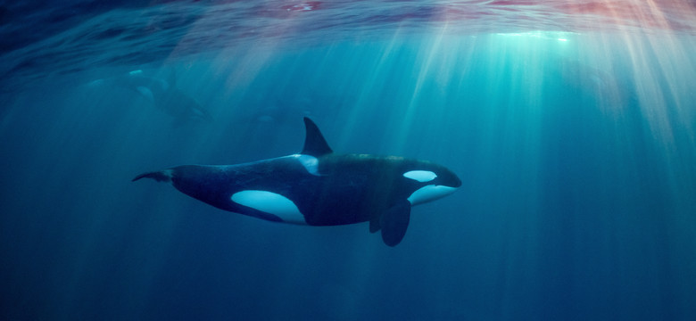 Samotna orka upolowała żarłacza białego i zjadła jego wątrobę [WIDEO]