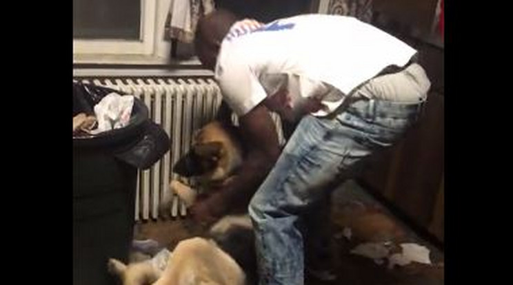 A kutyákat próbálta a férfi megtanítani a rendre