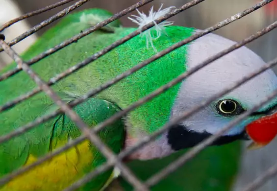 Papuga ostrzegała handlarzy kokainy przed nalotami policji
