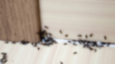 Sposób na mrówki w domu – skąd się biorą, jak się ich pozbyć?