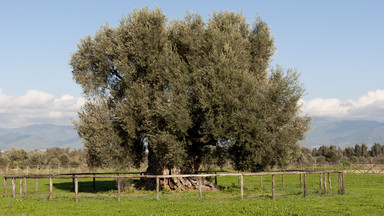 We Włoszech stworzono rejestr najstarszych drzew