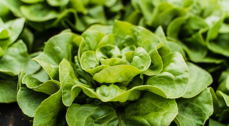 Ezzel a módszerrel hosszú hetekig is eláll a saláta a hűtőben Fotó: Getty Images