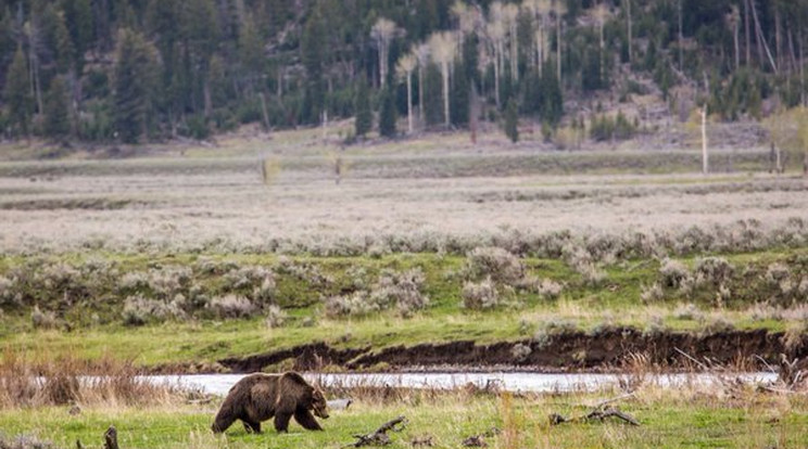Lelőtték a Yellowstone Park leghíresebb medvéjét /Fotó: Twitter