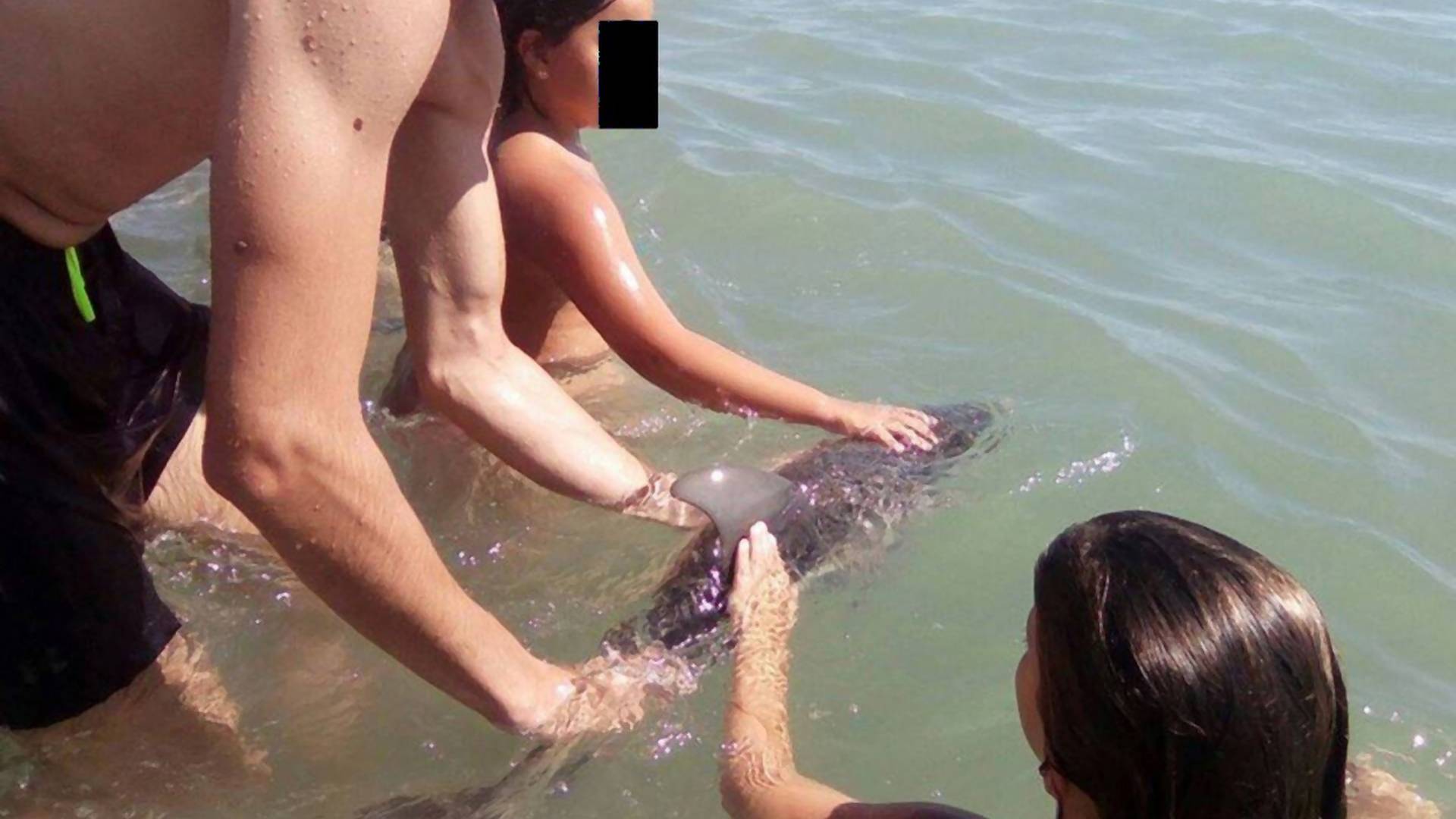 Beba delfin uginula jer su je izvukli iz vode za selfije