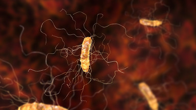 Clostridium difficile - bakteria, na którą narożone są osoby przyjmujące antybiotyki