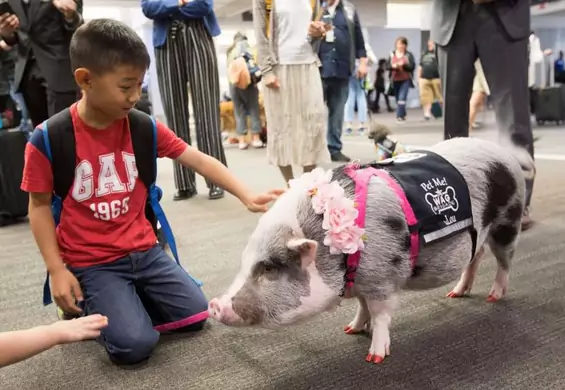 Pierwsza świnka terapeutka na lotnisku. Dołączyła do psiej brygady, pomagającej przetrwać strach przed lataniem